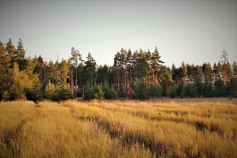 Landscape-field-nature-tree-green-grass-1447391-pxhere.com