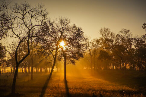 Sunrise-trees-fog-canon-XC10-nature-tree-1446447-pxhere.com